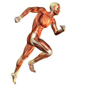 musculos que se utilizan al correr